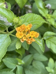 Lantana depressa