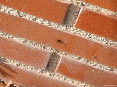Lycosidae