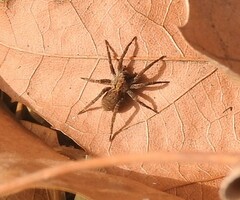 Alopecosa albofasciata