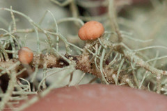 Biatoropsis usnearum