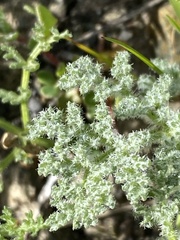 Lomatium dasycarpum