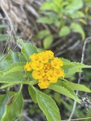 Lantana depressa