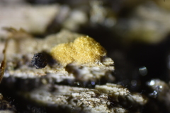 Sphaerosporium lignatile