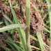 Sugarcane Plumegrass - Photo (c) Lauren McLaurin, some rights reserved (CC BY), uploaded by Lauren McLaurin