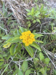 Lantana depressa