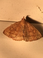 Zanclognatha jacchusalis