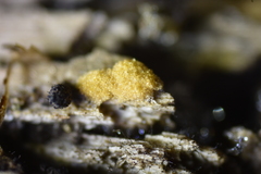 Sphaerosporium lignatile