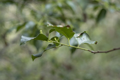 Prunus ilicifolia ilicifolia