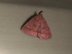 Zanclognatha jacchusalis
