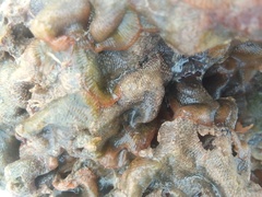 Dendrobeania lichenoides