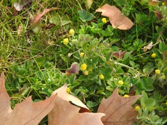 Medicago lupulina