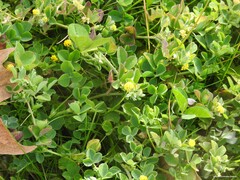 Medicago lupulina