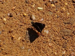 Erynnis juvenalis