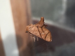 Apoda y-inversa
