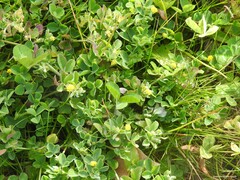 Medicago lupulina