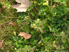 Medicago lupulina