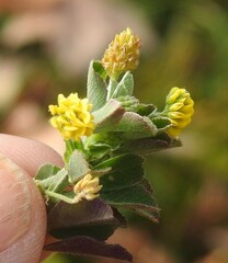 Medicago lupulina