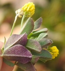 Medicago lupulina