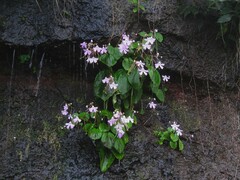 Impatiens acaulis