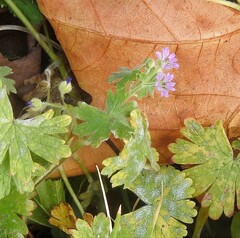 Geranium molle