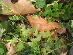 Erodium moschatum