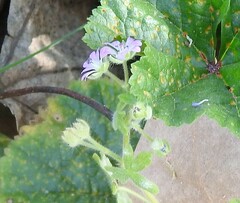 Geranium molle