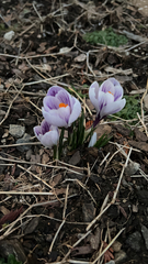 Crocus vernus