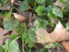 Geranium molle