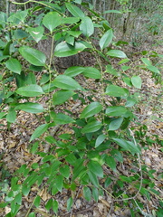 Smilax smallii