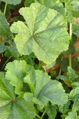 Malva sylvestris