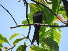 Dicrurus andamanensis