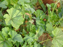 Erodium moschatum