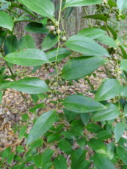 Smilax smallii