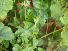 Erodium moschatum