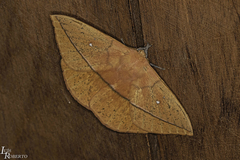Lonomia obliqua