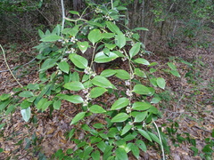Smilax smallii