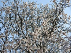 Prunus amygdalus