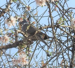 Columba palumbus