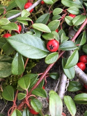 Cotoneaster dammeri