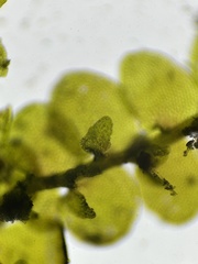 Frullania inflata