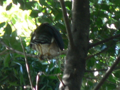 Falconiformes