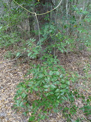 Smilax smallii