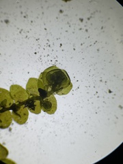 Frullania inflata