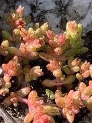 Crassula connata