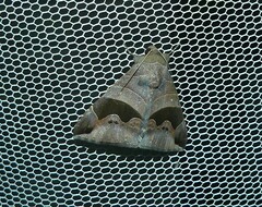 Bastilla solomonensis