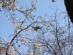 Prunus amygdalus