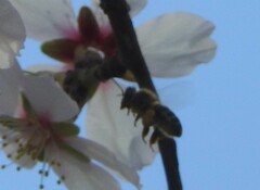 Prunus amygdalus