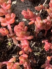 Crassula connata