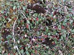 Cotoneaster dammeri