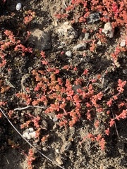 Crassula connata